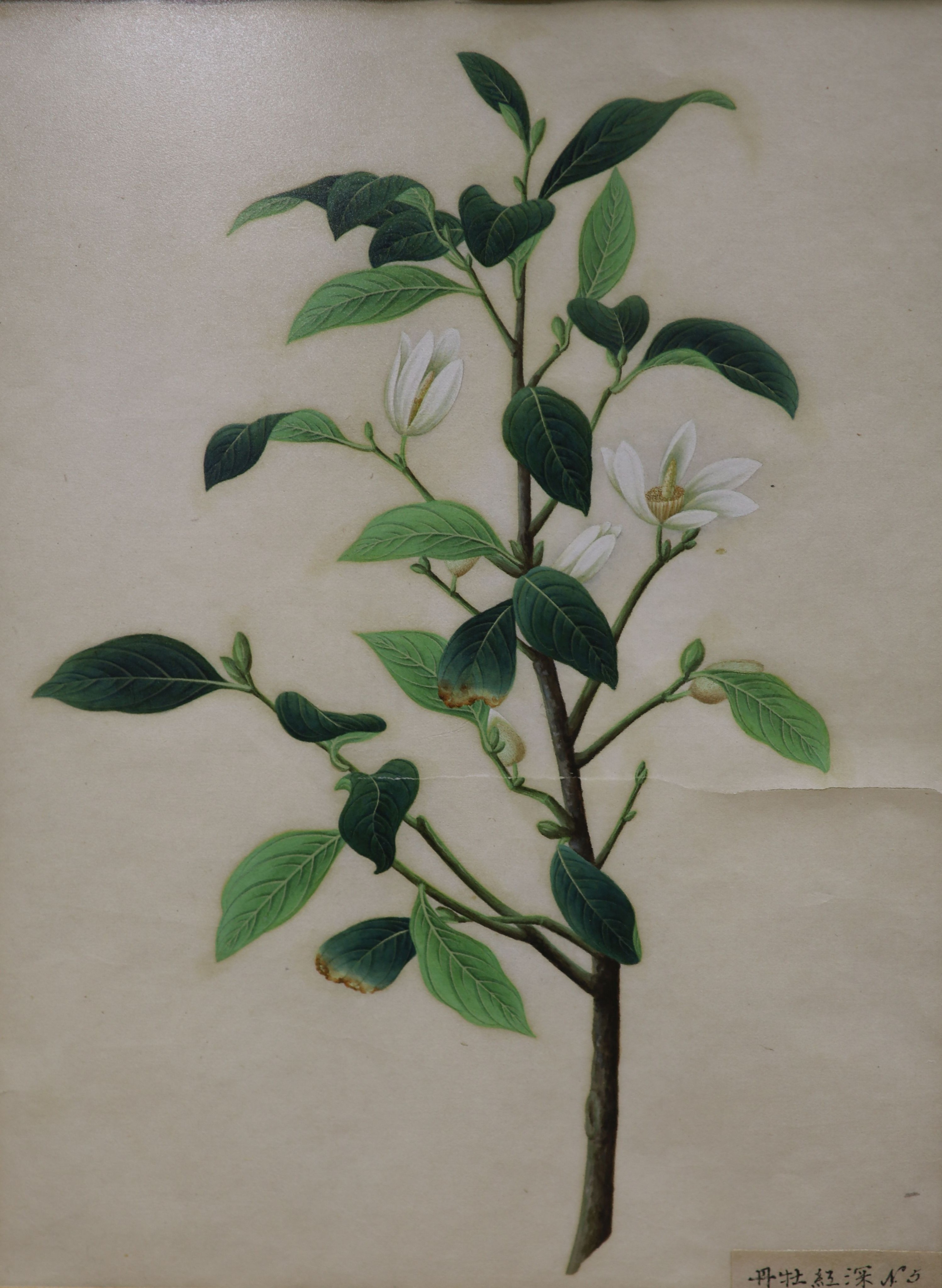 19th century Chinese School, two gouaches, study of magnolia and another plant, one with attached inscription, 32 x 25cm. & 36 x 27cm.